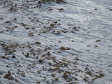 IMGP0692.JPG