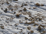 IMGP0693.JPG