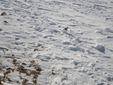 IMGP0696.JPG