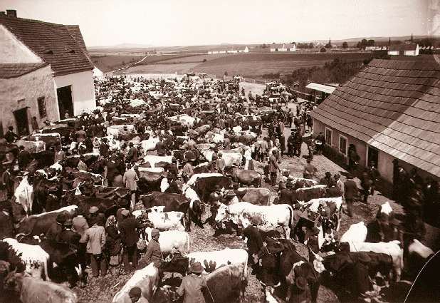 livestock market