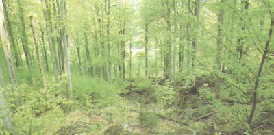 bucina